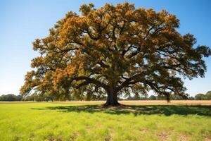 An oak tree in a field with a blue sky photo