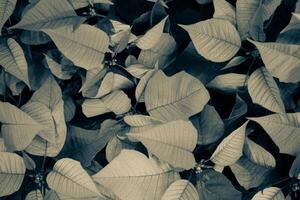 Beautiful green leaf pattern. Natural background. photo