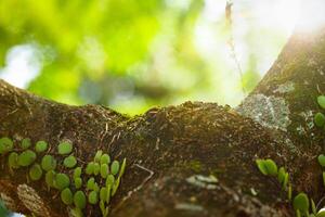 A wooden trunk with a blurred green abstract natural background is suitable for a mockup photo