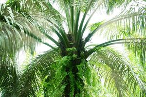 A large palm tree with many leaves photo