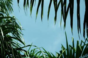 A view of the sky through the leaves of a palm tree photo