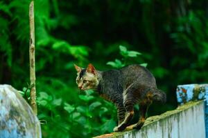 A cat walking on a fence in the forest photo