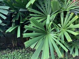 green leaf of cheese plant in garden background photo