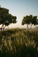a field of grass with a few trees in it photo