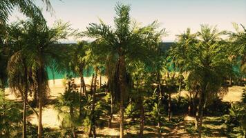 A view of a beach with palm trees video