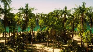 A beach with palm trees and a body of water video