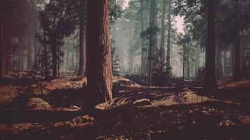 Majestic Sequoia Forest, A Vast Canopy of Towering Trees. dark forest video