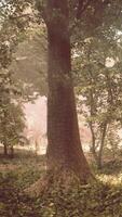 A forest filled with lots of trees and bushes video