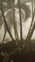 A jungle scene with palm trees and fog video