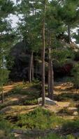 A group of trees that are in the woods video