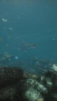 A large shark swimming over a coral reef video