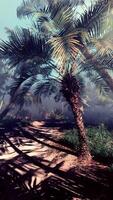 A palm tree in the middle of a jungle video