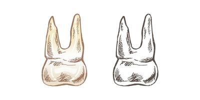 isolated human tooth sketch with roots, hand drawn illustration vector