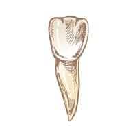 sketch illustration of a human tooth and roots in detail vector