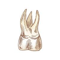 hand drawn sketch of a human tooth with roots isolated on white vector