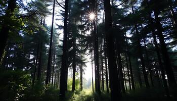 Sunlit Forest Path with Towering Trees photo