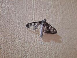 moth on a wall photo