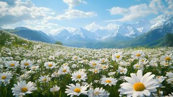 A beautiful spring and summer natural landscape featuring a blooming field of daisies in the grass on a hill, capturing the essence of the season's freshness and tranquility. photo
