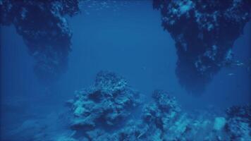 Exploring the vibrant underwater world filled with marine life and coral reefs video