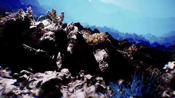Exploring the intricate seabed with corals, rocks, and marine biodiversity video