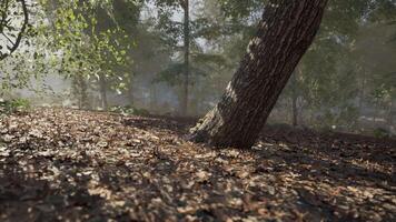 A tilted tree surrounded by fallen leaves in a misty forest during daylight video