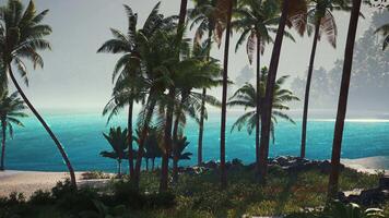 Tropical paradise with palm trees and calm turquoise waters at dawn video