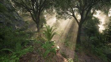 Sunlight beams illuminate a lush forest path during early morning hours video