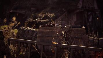 Rustic wooden barrels sit in a sunlit garden surrounded by tall grass video