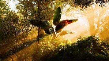 Sun rays illuminating lush greenery in a tranquil forest at dawn video