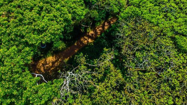 un aéreo ver capturas un persona caminando entre imponente arboles en el djawatan bosque de este Java. el Mañana ligero filtros mediante el lozano follaje, creando un sereno y refrescante atmósfera. foto