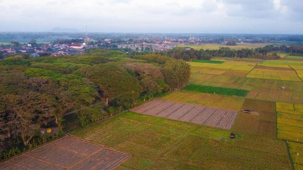 un aéreo ver capturas un persona caminando entre imponente arboles en el djawatan bosque de este Java. el Mañana ligero filtros mediante el lozano follaje, creando un sereno y refrescante atmósfera. foto
