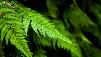 Lush green ferns thrive in Indonesia's wild forests, their unique shapes and vibrant colors creating a fresh and enchanting atmosphere in nature's untouched beauty. photo