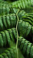 Lush green ferns thrive in Indonesia's wild forests, their unique shapes and vibrant colors creating a fresh and enchanting atmosphere in nature's untouched beauty. photo