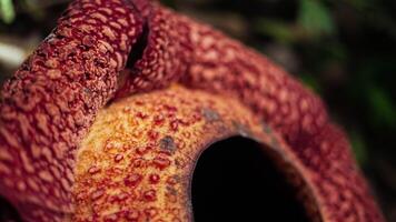 The biggest reflesia arnoldii flower, Rafflesia arnoldii is one of the rare flora in Indonesia. This flower has a distinctive foul odor which is useful in the pollination process. photo