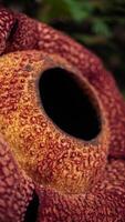 The biggest reflesia arnoldii flower, Rafflesia arnoldii is one of the rare flora in Indonesia. This flower has a distinctive foul odor which is useful in the pollination process. photo