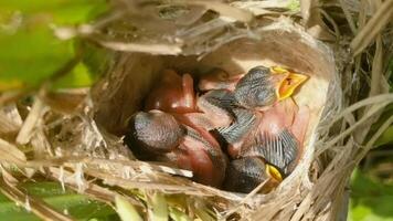 A close-up of hatchlings in a nest, emphasizing the fragile beauty of their downy feathers and the natural intricacy of their woven home. video