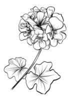 black and white hand drawing of a geranium flower vector