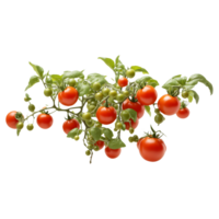 Tomato Plant with Lush Green Leaves and Ripe Red Tomatoes, Isolated for Farm-to-Table Product Covers and Decorative Marketing png
