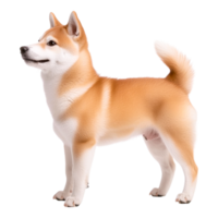 Shiba Inu Dog in Profile View png
