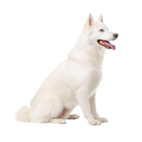 White Dog Sitting Gracefully in Studio Setting png