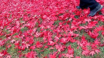 a person walking through a field of red maple leaves video