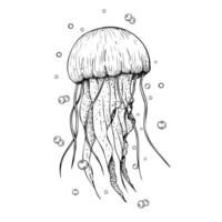beautiful jellyfish with bubbles. Hand painted line sketch, sparkling oxygen. Graphic clip art isolated on background. Underwater illustration. For designers, invitations, decoration, post vector