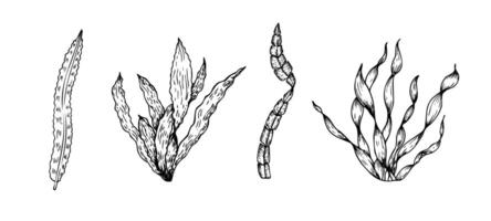 set of algae. Hand painted line seaweed, laminaria sketch. Graphic tropical clip art isolated on background. Underwater illustration. For de vector