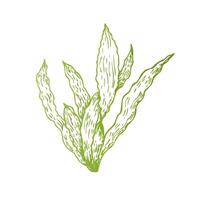 algae. Hand painted line seaweed, laminaria sketch. Graphic tropical clip art isolated on background. Underwater illustration. For designers, invitations, decoration, postcards, wra vector