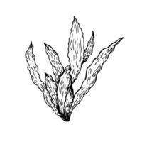 algae. Hand painted line seaweed, laminaria sketch. Graphic tropical clip art isolated on background. Underwater illustration. For designers, invitations, decoration, postcards, wrapping p vector
