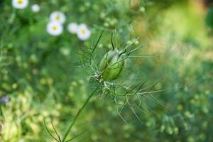 green seed husk unripe in the garden photo