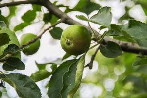 Ripening apples on apple tree branch on warm summer day. Harvesting ripe fruits in an apple orchard. Growing own fruits and vegetables in a homestead. photo