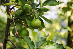 Ripening apples on apple tree branch on warm summer day. Harvesting ripe fruits in an apple orchard. Growing own fruits and vegetables in a homestead. photo