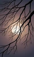 Tree branches silhouette and full moon vector