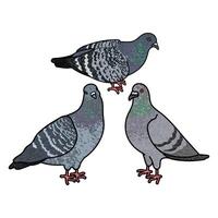 Colorful Textured Illustration of Flock of Pigeons Isolated on White Background vector